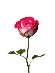 Pink and White Rose on White Background