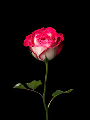 Pink and White Rose on Black Background
