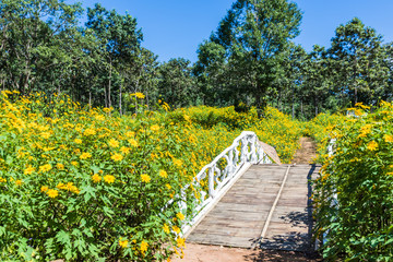 Tithonia diversifolia