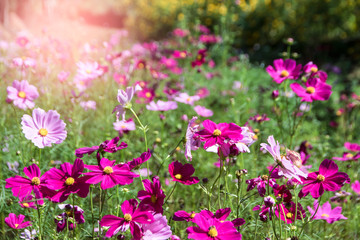 Obraz premium .Pink and red cosmos flowers