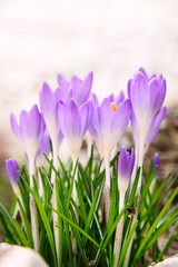 spring crocuses in the sun. Flower background with copy space 