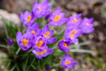 spring background, purple crocuses