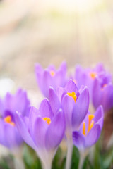 Beautiful purple spring crocuses in the sun. Flower background 