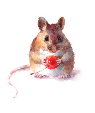 Watercolor Mouse Holding a Berry Wild Animal Rodent Hand Drawn Illustration isolated on white background