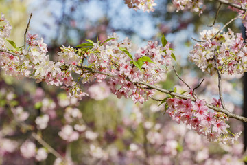 Beautiful cherry blossom at Schabarum Regional Park