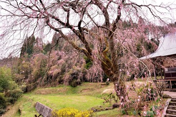 久住の枝垂れ桜