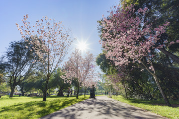 Obraz premium Beautiful cherry blossom at Schabarum Regional Park