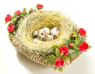 Obraz premium Easter quail eggs in the nest