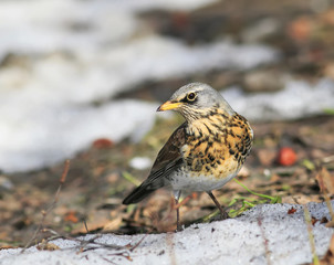  portrait of a bird thrush standing in the Park in the snow