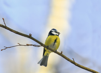 bird blue tit sings in the spring on a branch in the forest