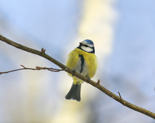 a small blue tit bird sits fluffed up feathers on a branch