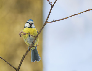 little blue tit fun bird sings in the spring in the woods