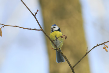 little bird blue tit sings in the spring on a branch in the forest