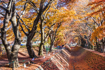 autumn colors in Maple corridor