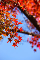 Colorful Autumn Leaves with Blue Sky, Japan