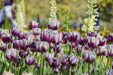 Beautiful flower blossom at Descanso Garden