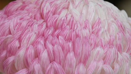 Closeup of the petals of a bi-color pink and white japanese chrysanthemum 