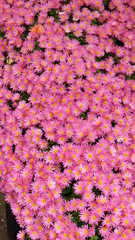 A flower bed full of small pink japanese chrysanthemum in bloom