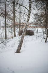 Winter. Snow. Birches.