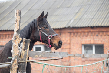 Thoroughbred horse in the pen for paddock