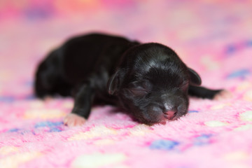 newborn havanese dog puppy