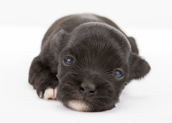 havanese dog puppy newborn on white background