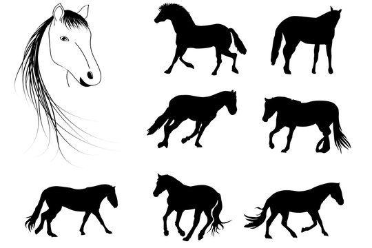 seven horses and one head of horse