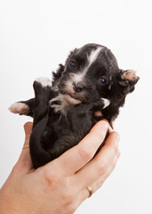 havanese dog puppy newborn on white background