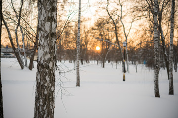 Winter. Sunset. Snow. Birches.