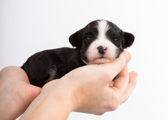havanese dog puppy newborn on white background