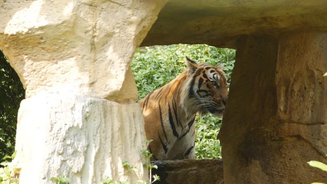 4k of Scary looking male royal bengal tiger staring towards of you from inside the jungle
