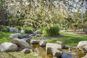 Beautiful Flowering Crabapple flower blossom at Descanso Garden
