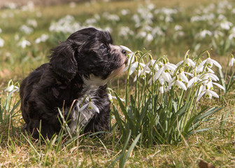 Fototapeta premium Havanese puppy dog on spring meadow