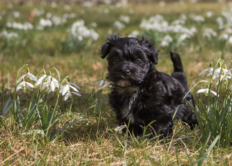 Havanese puppy dog on spring meadow