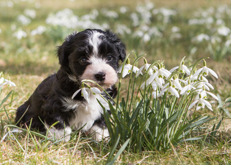 Havanese puppy dog on spring meadow