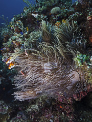 Naklejka na ściany i meble Sea Anemone, Anemone im Riff