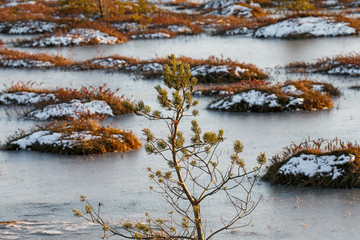 Orange grass on a swamp in winter