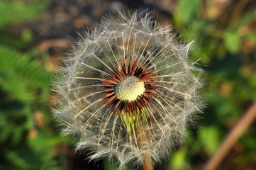 Spring flowers dandelion with seeds blowing away in the wind, Close up of dandelion spores blowing away