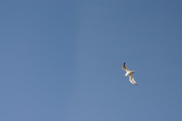 bird, seagull, sky, flying, fly