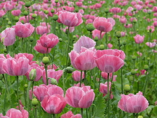 Poppy Flowers - Austria