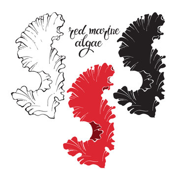 Red Marine Algae. Vector Illustration On White Background. Isolated Elements For Design, 3  Different Variants.