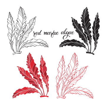 Red Marine Algae. Vector Illustration On White Background. Isolated Elements For Design, 4  Different Variants.