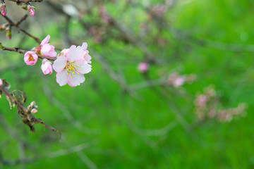 Pink flowers, almond tree branch blossom in spring