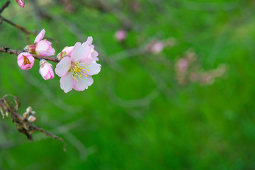 Obraz na płótnie Canvas Pink flowers, almond tree branch blossom in spring