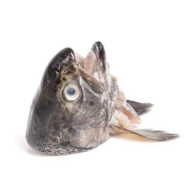 Head of trout fish