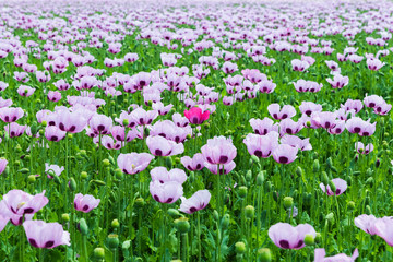 Pink poppy field with one red poppy between them .