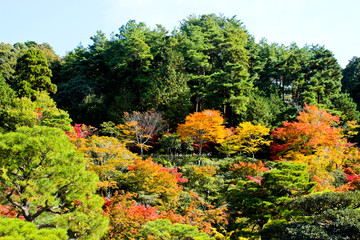 Colorful Autumn Leaves, Kyoto, Japan