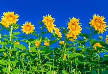 Field of sun flowers in the summer time