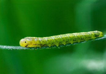 caterpillar