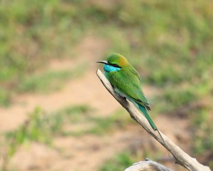 Little green bee-eater, Merops orientalis, Sri Lanka
